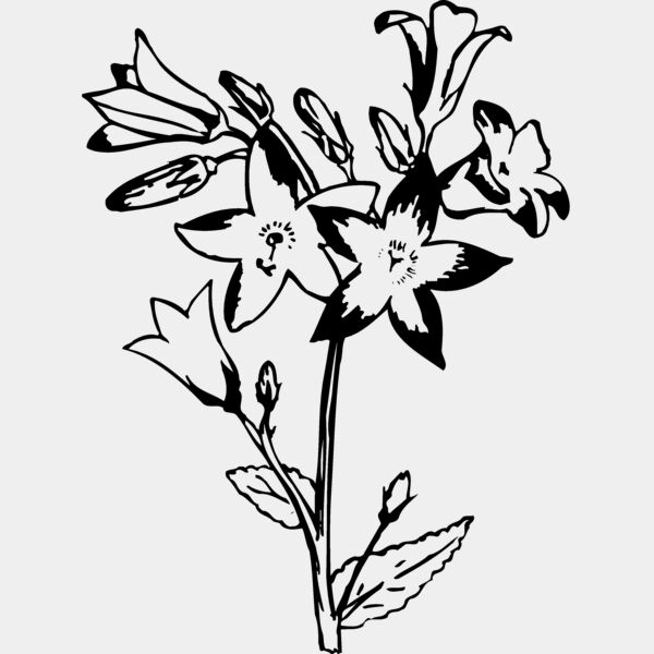 FLOWER25 Thumbnail